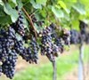 Champanel - Grapes