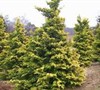 Crippsii Golden Hinoki Cypress