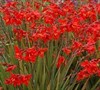 Crocosmia X Crocosmiliflora  Twilight Fairy Tm Crimson