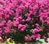 Delta Jazz Crape Myrtle