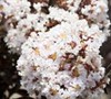 Delta Moonlight Crape Myrtle