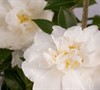 Diana™ Camellia Sasanqua Picture