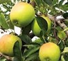 Dorsett Gold Apple Tree