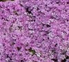 Drummond's Pink Phlox
