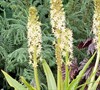 Eucomis  Glow Sticks  - Pineapple Lily