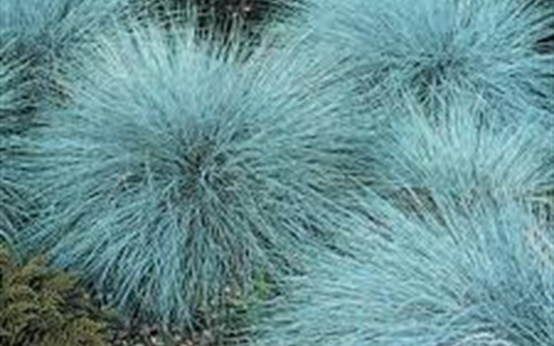 Blue Fescue Picture