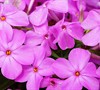 Forever Pink Phlox