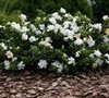 Frostproof Gardenia