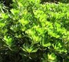 Green Pittosporum
