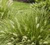 Hameln Fountain Grass