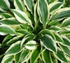 Hosta  Fantabulous  - Plantain Lily