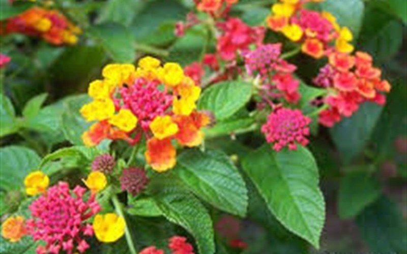 Confetti Lantana Picture