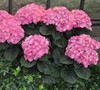 Merritts Supreme Pink