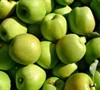 Mutsu Apple Tree