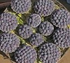 Mysore Raspberry