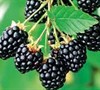 Navaho Thornless Blackberry