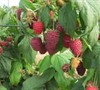 Nova Raspberry