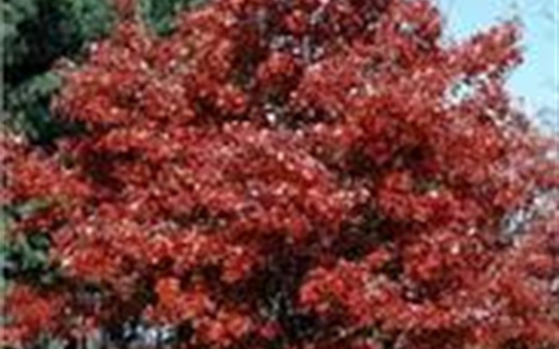 october glory maple colorado young october glory maple colorado young