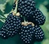 Ouachita Blackberry