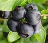 Pearl River Blueberry