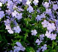 Phlox Divaricata  Blue Moon  - Woodland Phlox Picture