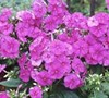 Phlox Paniculata  Flame Purple  Pp#12605 - Dwarf Garden Phlox