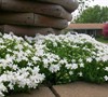 White Creeping Phlox