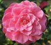 Pink Stella Camellia