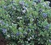 Premier Blueberry Bush