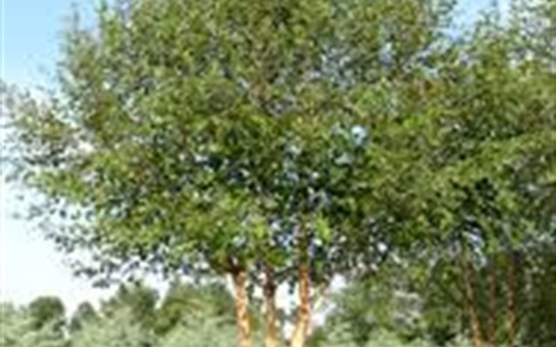 Dura Heat River Birch Growth Rate - Dura Heat River Birch Lifespan