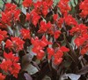 Rose Dwarf Canna Lily