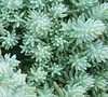 Blue Spruce Sedum