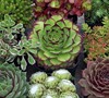 Hens And Chicks Hardy Mix