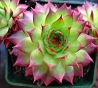 Sunset Hens And Chicks Picture