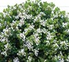 Snow White Indian Hawthorne