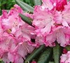 Southgate Breezy Rhododendron