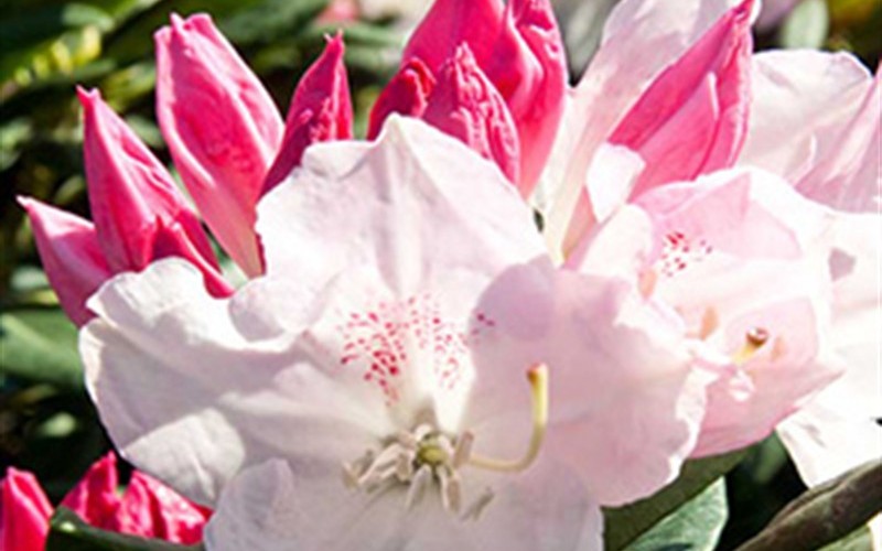 Southgate Grace Rhododendron Picture