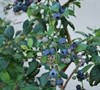 Southland Rabbiteye Blueberry