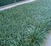 Spicata Liriope