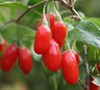 Sweet Lifeberry Goji Berry