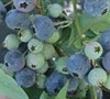 Vernon Rabbiteye Blueberry