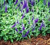 Sunny Border Veronica