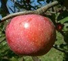 Yates Apple Tree