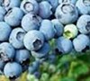 O'neal - Blueberry
