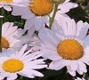 Leucanthemum X Superbum  White Mountain ® Pp#23151 - Shasta Daisy
