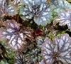 Marvelous Marble Heuchera