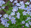 Forget Me Not Ultramarine