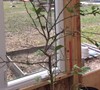 Picture about More On Potted Citrus Trees