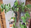 Picture about More On Potted Citrus Trees