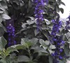 Salvia' Indigo spires Blue'